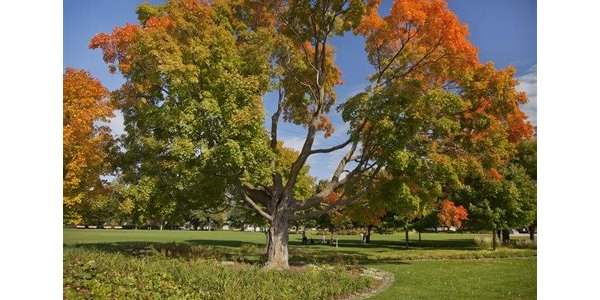 Où profiter des belles couleurs d'automne à Ottawa ?
