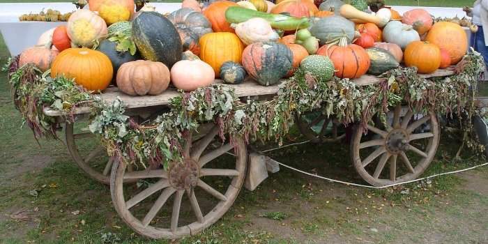Autocueillette de citrouilles !
