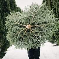 Choisir et couper son sapin en forêt &#127794;