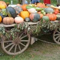 Autocueillette de citrouilles !