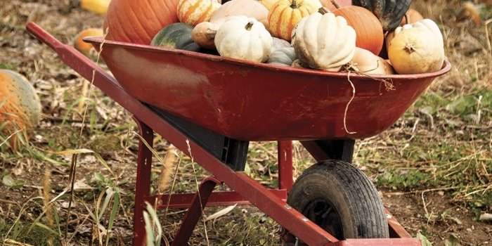 Autocueillette de citrouilles !