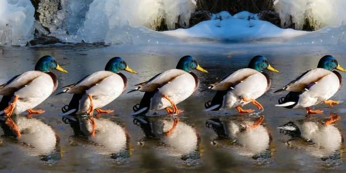 Balade dans Ottawa